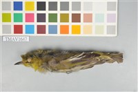 藏品(綠繡眼)的圖片